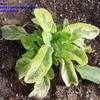 Thumbnail #2 of Salvia officinalis by RyanJJ