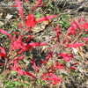 Thumbnail #2 of Salvia roemeriana by alicewho