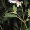 Thumbnail #1 of Salvia  by daisyavenue