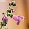Thumbnail #4 of Salvia hians by Gerris2