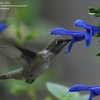 Thumbnail #3 of Salvia guaranitica by onewish1