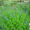 Thumbnail #1 of Salvia guaranitica by cocoa_lulu