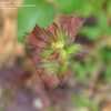 Thumbnail #4 of Salvia lyrata by turektaylor