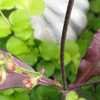 Thumbnail #5 of Salvia lyrata by turektaylor