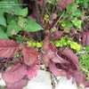 Thumbnail #3 of Salvia lyrata by turektaylor