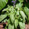 Thumbnail #4 of Salvia farinacea by art_n_garden