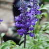 Thumbnail #3 of Salvia farinacea by Sheila_FW