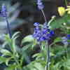 Thumbnail #2 of Salvia farinacea by bsharf