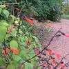 Thumbnail #2 of Salvia gesneriiflora by garygardener