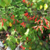 Thumbnail #4 of Salvia gesneriiflora by AnniesAnnuals