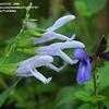 Thumbnail #3 of Salvia guaranitica by TomH3787