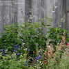 Thumbnail #2 of Salvia guaranitica by vossner