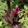 Thumbnail #3 of Salvia spathacea by Kelli
