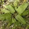 Thumbnail #2 of Salvia spathacea by Kelli