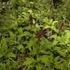 Thumbnail #4 of Salvia spathacea by Kelli