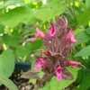 Thumbnail #5 of Salvia spathacea by Gerris2