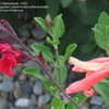 Thumbnail #1 of Salvia greggii by Marilynbeth