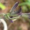 Thumbnail #4 of Salvia greggii by dancingbear27