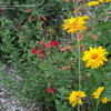 Thumbnail #3 of Salvia greggii by Marilynbeth