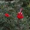 Thumbnail #3 of Salvia blepharophylla by htop