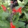 Thumbnail #5 of Salvia blepharophylla by saya