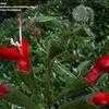 Thumbnail #4 of Salvia blepharophylla by htop