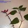 Thumbnail #1 of Salvia involucrata by Azalea