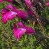 Thumbnail #1 of Salvia x jamensis by htop