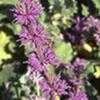 Thumbnail #2 of Salvia verticillata by booboo1410