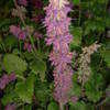 Thumbnail #4 of Salvia verticillata by mike_freck
