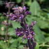 Thumbnail #5 of Salvia verticillata by DaylilySLP