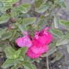 Thumbnail #2 of Salvia microphylla by ecrane3
