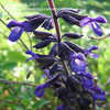 Thumbnail #1 of Salvia  by annette68