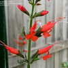 Thumbnail #4 of Salvia exserta by SusanLouise