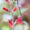 Thumbnail #1 of Salvia exserta by Gerris2