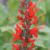 Thumbnail #5 of Salvia exserta by AnniesAnnuals