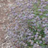 Thumbnail #2 of Salvia  by growin