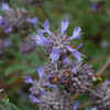Thumbnail #3 of Salvia  by growin