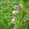 Thumbnail #1 of Salvia viridis by annette68