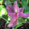 Thumbnail #2 of Salvia viridis by annette68