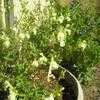 Thumbnail #2 of Salvia greggii by lisamr