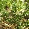 Thumbnail #3 of Salvia greggii by lisamr