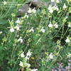 Thumbnail #4 of Salvia greggii by Marilynbeth