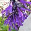 Thumbnail #1 of Salvia  by RosinaBloom