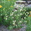 Thumbnail #5 of Salvia greggii by Marilynbeth