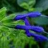 Thumbnail #1 of Salvia mexicana by htop