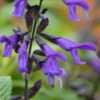 Thumbnail #3 of Salvia  by Terri1948