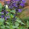 Thumbnail #2 of Salvia  by Terri1948