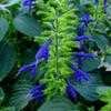 Thumbnail #2 of Salvia mexicana by htop