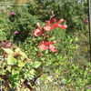 Thumbnail #2 of Salvia  by Marilynbeth
